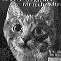 Noch ne Katze